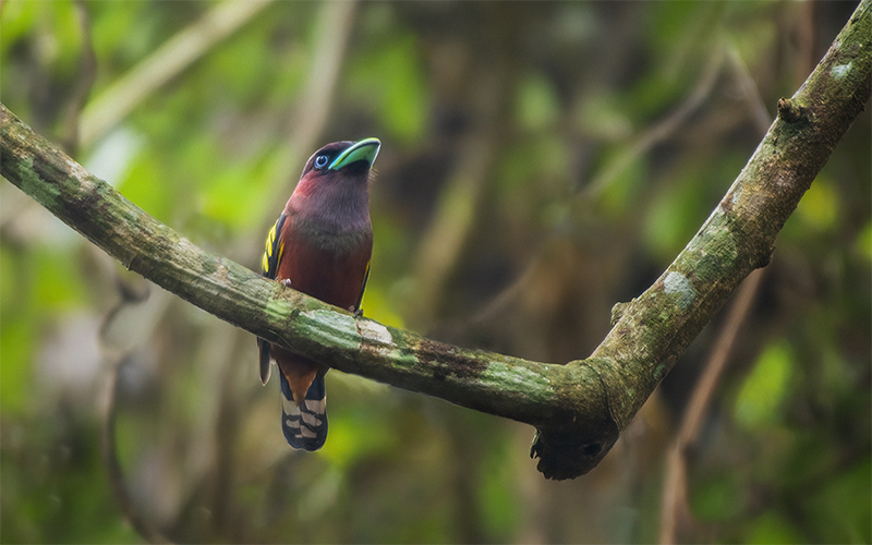 Banded Broadbill (Eurylaimus javanicus) at Cat Tien Birding Trails - Southern Vietnam. Photo by: Phuc Le - Vietnam Bird Photography Tours - Vietbirdphototours.com